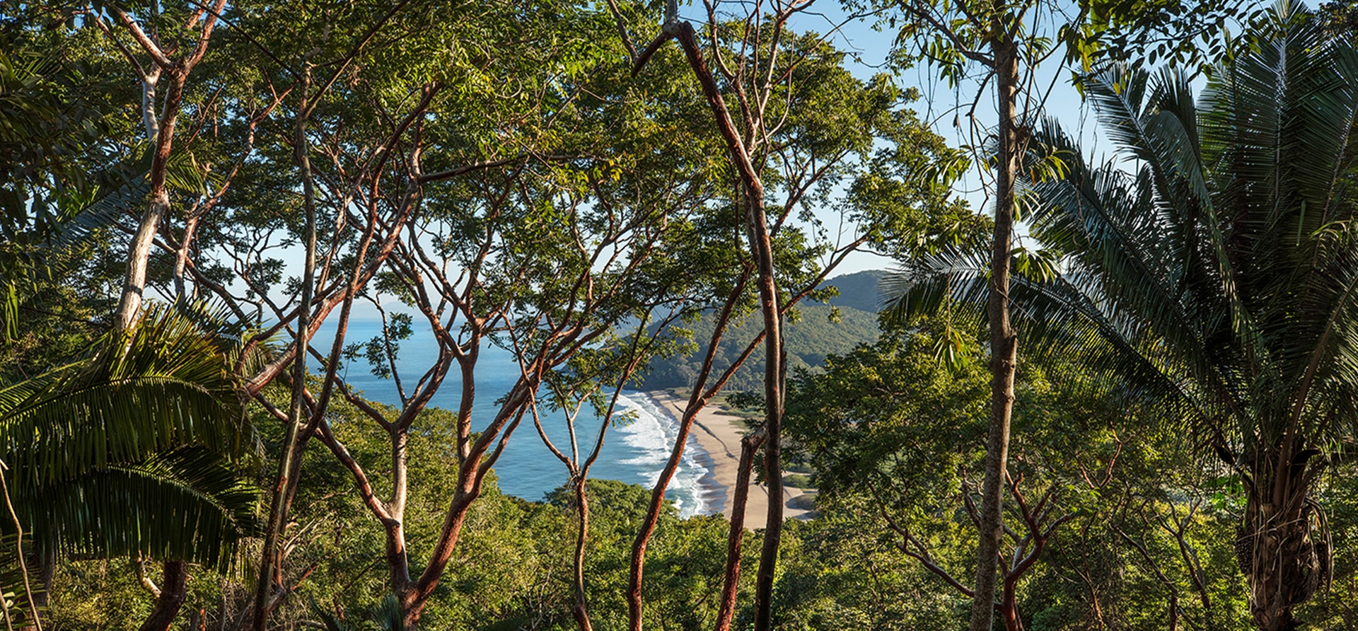 treetop-ocean-view