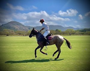 horse gallops across polo field outdoors