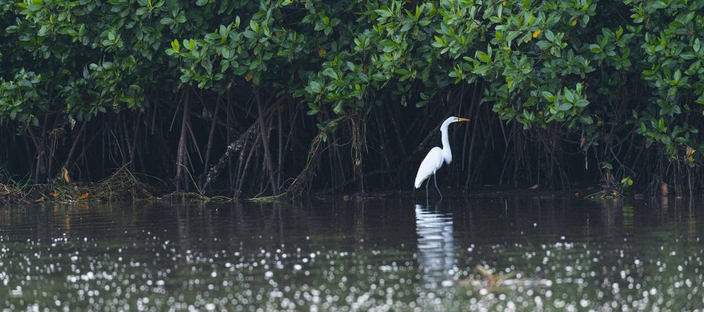 white bird wades in waterway