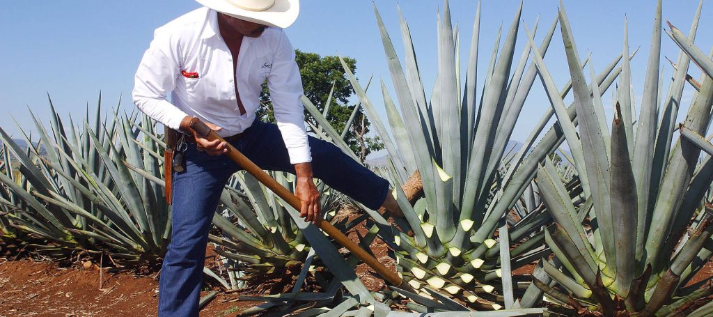 man harvests agave plant for tequilla