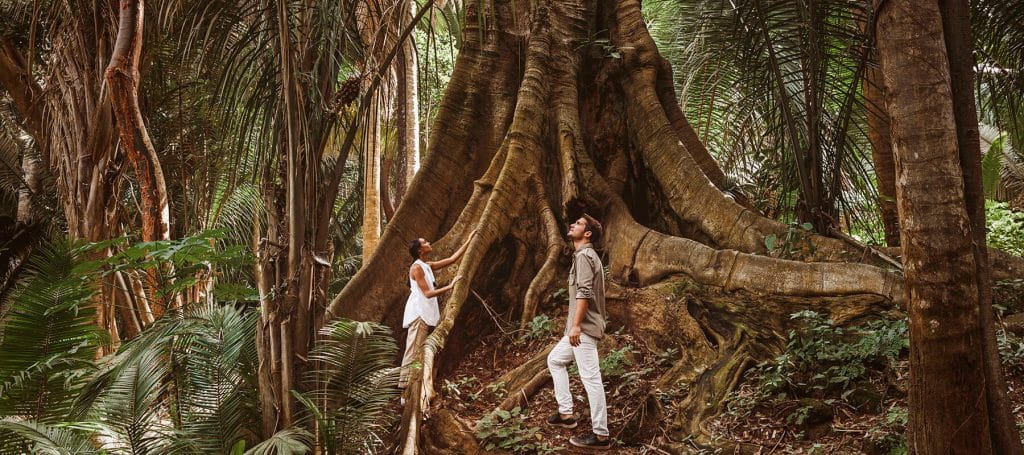 couple looks up at historically old tree in jungle of mandarina