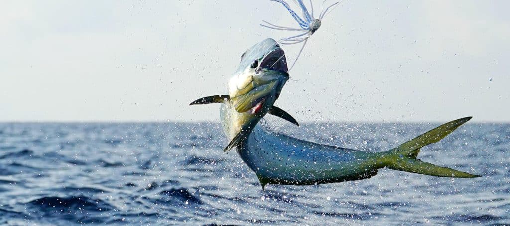 fish jumps out of ocean water to grab bait