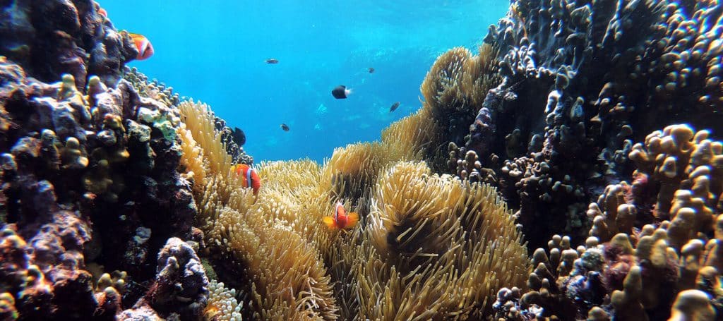 riviera nayarit coral reef fish