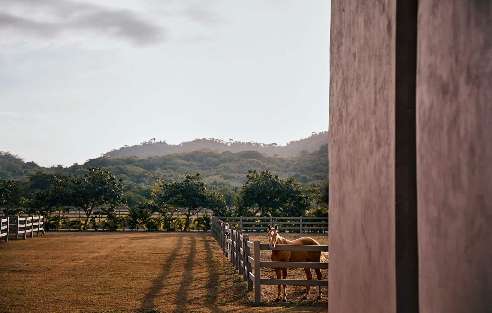 horse in corral looks at visitors in mandarina
