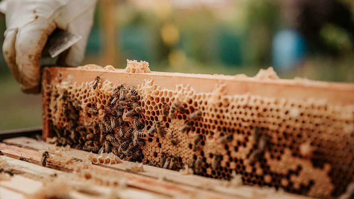 Apiary