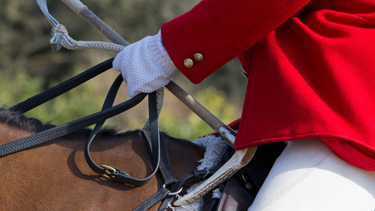 horse that excels in equestrian sports