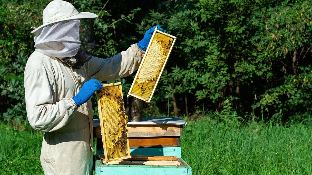 honey experience at Mandaria Mexico