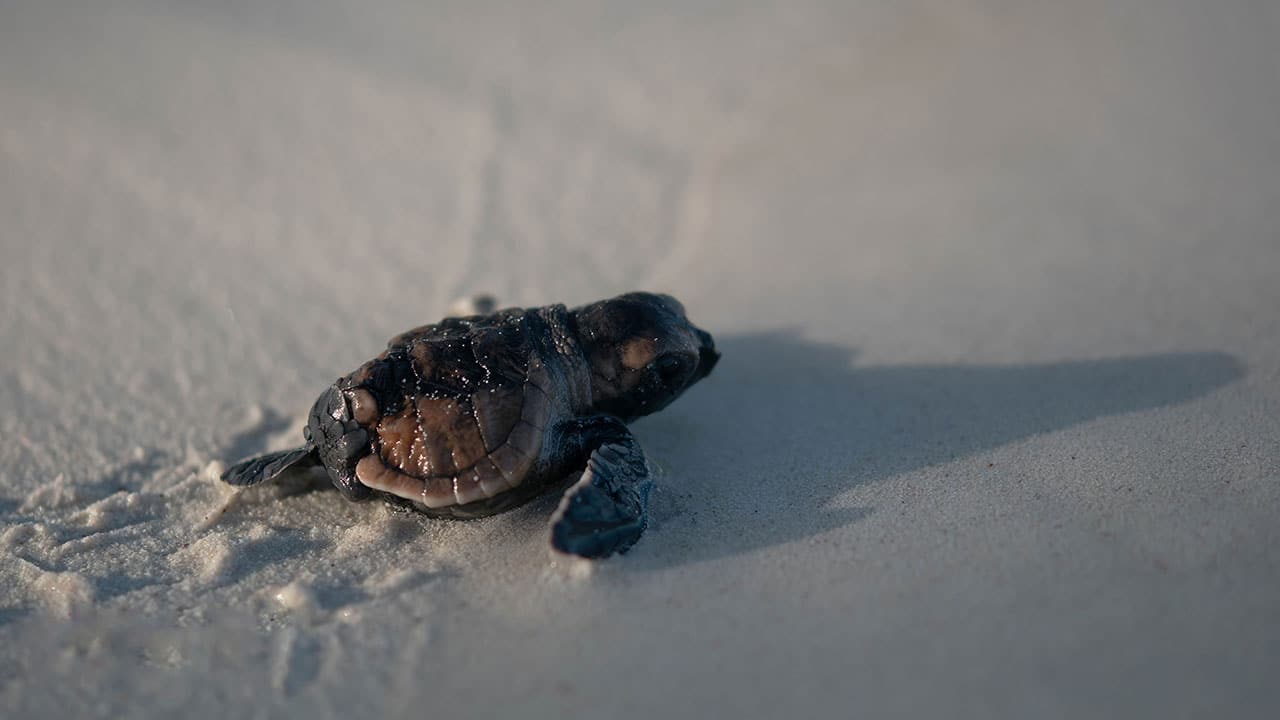 playa tortugas nayarit
