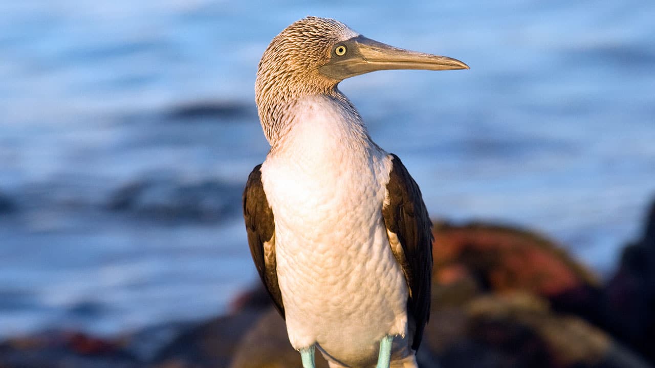 Guía de aves del estuario de Mandarina