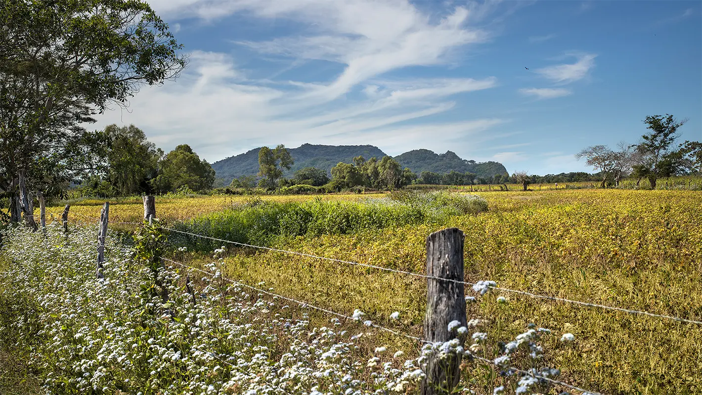 The Farm